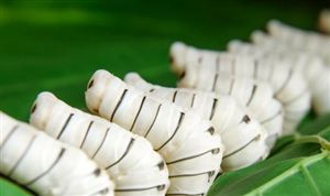 桑蠶產(chǎn)業(yè)現(xiàn)已成為實(shí)現(xiàn)鄉(xiāng)村振興的重要特色產(chǎn)業(yè) 桑蠶養(yǎng)殖行業(yè)市場(chǎng)前景如何