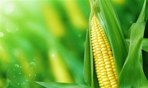 玉米深加工行業(yè)分析：玉米深加工產(chǎn)業(yè)的市場規(guī)模和潛力是巨大的
