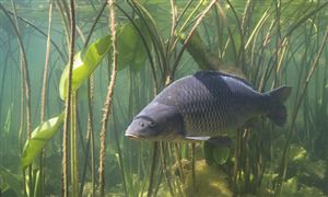 太火爆一天狂賣700噸 生態(tài)淡水魚呈現(xiàn)出銷售火爆的態(tài)勢 養(yǎng)殖淡水魚行業(yè)發(fā)展前景戰(zhàn)略