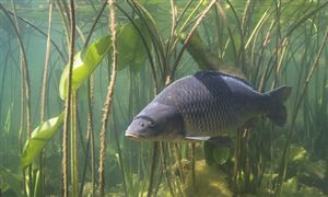 太火爆一天狂賣700噸 生態(tài)淡水魚呈現(xiàn)出銷售火爆的態(tài)勢 養(yǎng)殖淡水魚行業(yè)發(fā)展前景戰(zhàn)略