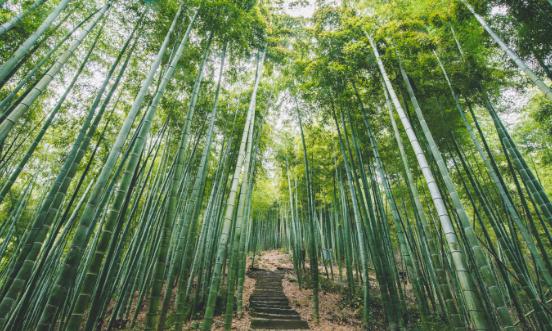 竹材行業(yè)進出口市場分析 竹材行業(yè)未來發(fā)展前景2024