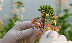 2024高通量、智能化促進高質(zhì)量生物育種創(chuàng)新應(yīng)用生物育種行業(yè)投資機會：