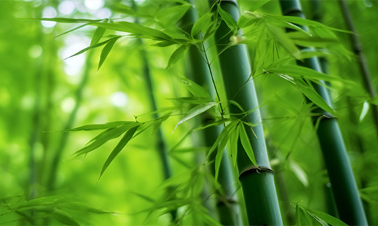 竹纖維行業(yè)市場深度調(diào)研分析報(bào)告2024