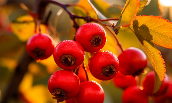 山楂行業(yè)種植面積、產(chǎn)量及市場(chǎng)狀況分析