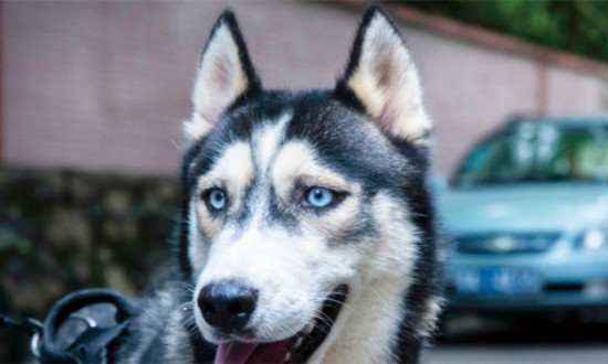 人用狂犬病疫苗屬于剛性需求 狂犬疫苗行業(yè)格局及市場風(fēng)險分析