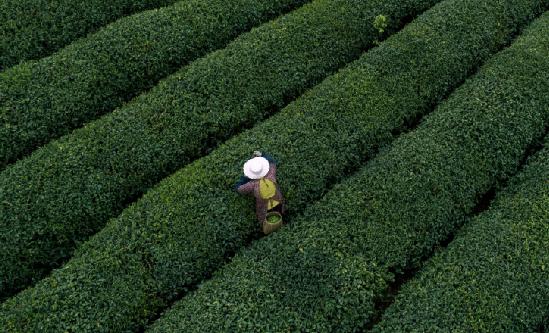 中國綠茶出口量及消費需求趨勢分析