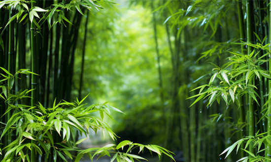 湖南啟動(dòng)竹產(chǎn)業(yè)高質(zhì)量發(fā)展“五年行動(dòng)” 竹子行業(yè)市場(chǎng)發(fā)展前景及深度分析