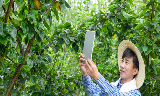 果樹行業(yè)市場投資策略分析