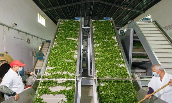 2024茶葉種植與加工行業(yè)發(fā)展趨勢、前景研究