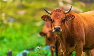*ST天山：擬成立合資公司 形成北牛南運聯(lián)動 肉牛養(yǎng)殖產(chǎn)業(yè)現(xiàn)狀及未來發(fā)展趨勢分析報告