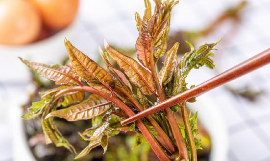 香椿種植情況及香椿種植產業(yè)發(fā)展分析2024