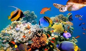 2024年海洋生物技術行業(yè)的產業(yè)鏈供需布局及發(fā)展現(xiàn)狀
