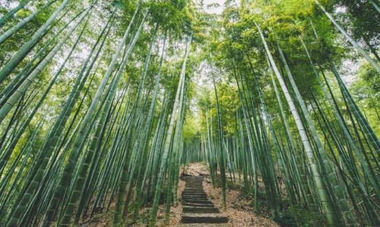 竹子行業(yè)市場(chǎng)供需格局及未來(lái)趨勢(shì)預(yù)測(cè)2024