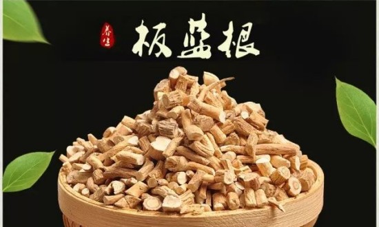 2024年中國板藍(lán)根行業(yè)的市場(chǎng)發(fā)展現(xiàn)狀及重點(diǎn)企業(yè)