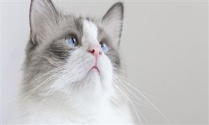 動物疫苗行業(yè)現(xiàn)狀及投資潛力深度分析