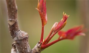 全國(guó)香椿種植面積超60萬(wàn)畝 香椿種植行業(yè)市場(chǎng)潛力分析