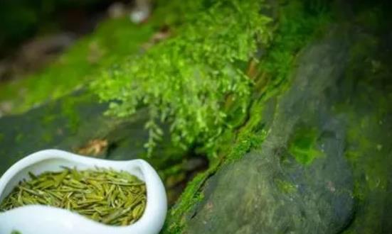 2024有機(jī)茶行業(yè)深度分析及前景預(yù)測：市場份額進(jìn)一步提升