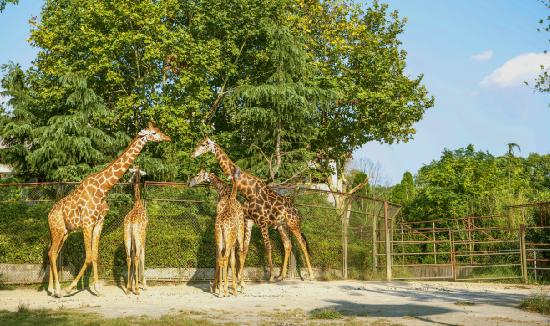 動物園產(chǎn)業(yè)分析報告 動物園產(chǎn)業(yè)現(xiàn)狀分析