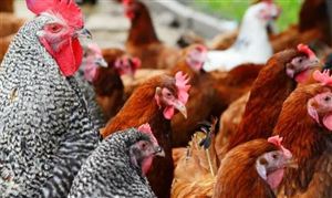 家禽行業(yè)產業(yè)鏈分析與前景研究：家禽屠宰加工需求多樣化
