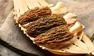 羊肚菌種植行業(yè)現(xiàn)狀及前景分析2024