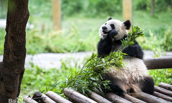 2024年動物園產(chǎn)業(yè)鏈的供需布局及發(fā)展趨勢分析