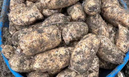 天麻行業(yè)市場投資機會與投資價值分析
