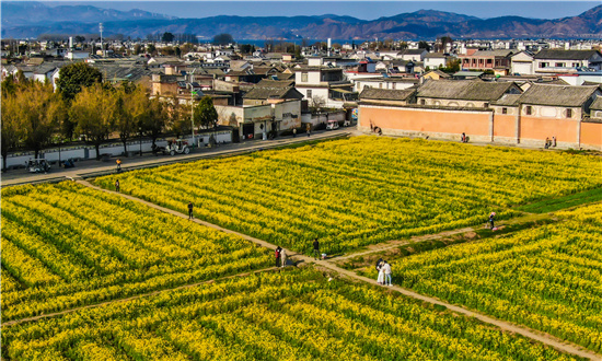 2024年油菜籽行業(yè)深度調(diào)研 預(yù)測到2026年中國油菜籽種子規(guī)模將達(dá)到25.78億元