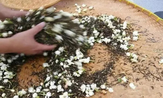 一朵花綻放百億產(chǎn)值 2024茉莉花茶行業(yè)市場前景預(yù)測