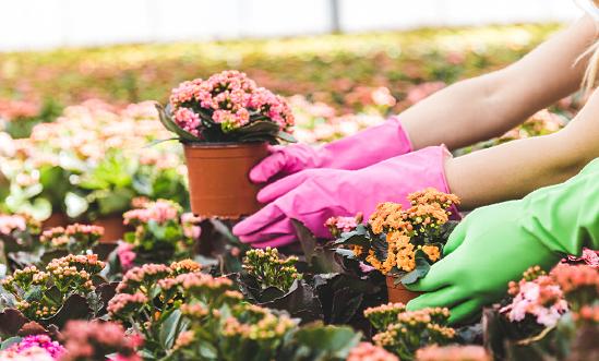 2024年母親節(jié)鮮花熱銷 鮮花消費趨勢調(diào)研