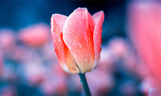“鮮花經(jīng)濟”催生千億級消費新藍海 鮮花行業(yè)市場現(xiàn)狀調(diào)查及研究分析