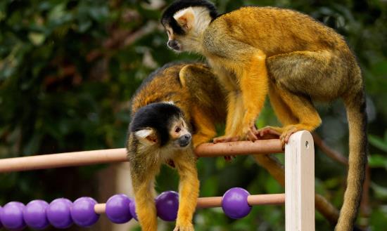 動物園行業(yè)發(fā)展前景趨勢分析：動物園可持續(xù)發(fā)展策略