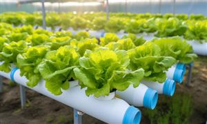 水培蔬菜行業(yè)發(fā)展現(xiàn)狀及市場競爭格局分析2024