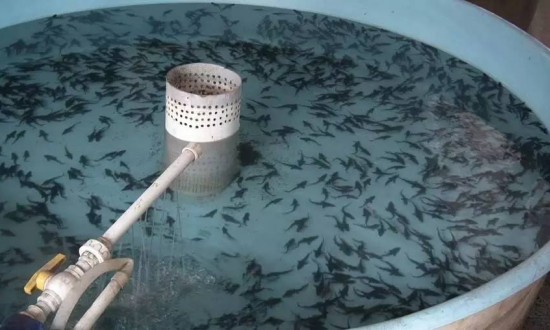 2024年中國水產(chǎn)苗種培育行業(yè)的市場發(fā)展現(xiàn)狀及投資前景