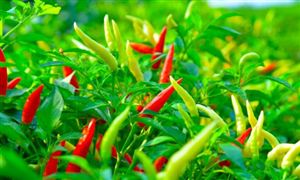 中國辣椒種植行業(yè)市場產業(yè)鏈構成與投資趨勢分析