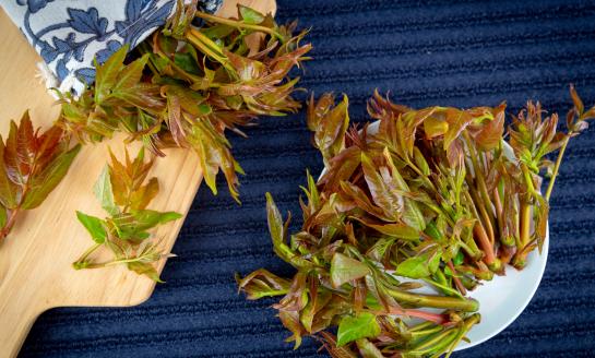中國香椿種植行業(yè)市場分析及發(fā)展前景預測