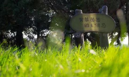 2024草坪保護(hù)行業(yè)市場現(xiàn)狀分析與前景研究