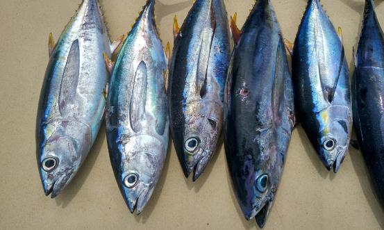 2024金槍魚(yú)產(chǎn)業(yè)發(fā)展現(xiàn)狀及供需格局、進(jìn)出口市場(chǎng)分析