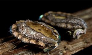 2024年鮑魚行業(yè)市場分析及發(fā)展趨勢調(diào)研報告 鮑魚市場太火爆 日售六萬斤大豐收