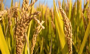 2024糧食加工機(jī)械行業(yè)深度調(diào)研及投資機(jī)會(huì) 今年四川夏糧豐收已成定局