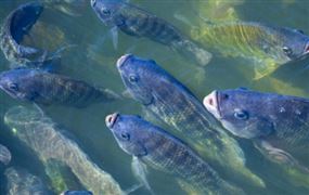 2024年羅非魚(yú)行業(yè)發(fā)展現(xiàn)狀、競(jìng)爭(zhēng)格局及未來(lái)發(fā)展趨勢(shì)與前景分析