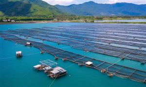 2025年中國水產(chǎn)品流通行業(yè)市場深度調(diào)研及投資策略預(yù)測