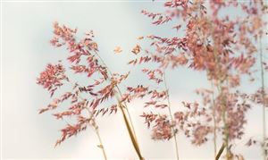 2025年北美植物基食品行業(yè)發(fā)展現(xiàn)狀與未來(lái)趨勢(shì)分析